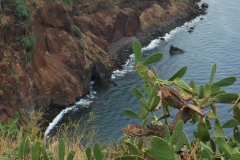 madeira1