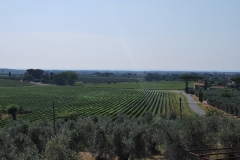 Michele_Satta_vineyards1