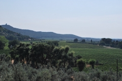 Michele_Satta_vineyards2