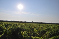 Michele_Satta_vineyards3